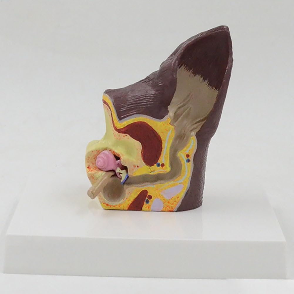 Canine Ear Model, Dog Ear Anatomical Dog Ear Lesion Animal Anatomical Model for Canine Anatomy and Physiology Education Teaching Display Supplies Family Veterinary Equipment