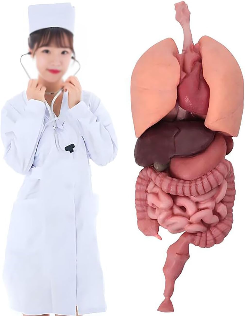 Realistic 3D Silicone Human Viscera Anatomy Model - Lung, Liver, Stomach, Large Intestine, Kidney (32 x 11 x 6 cm)