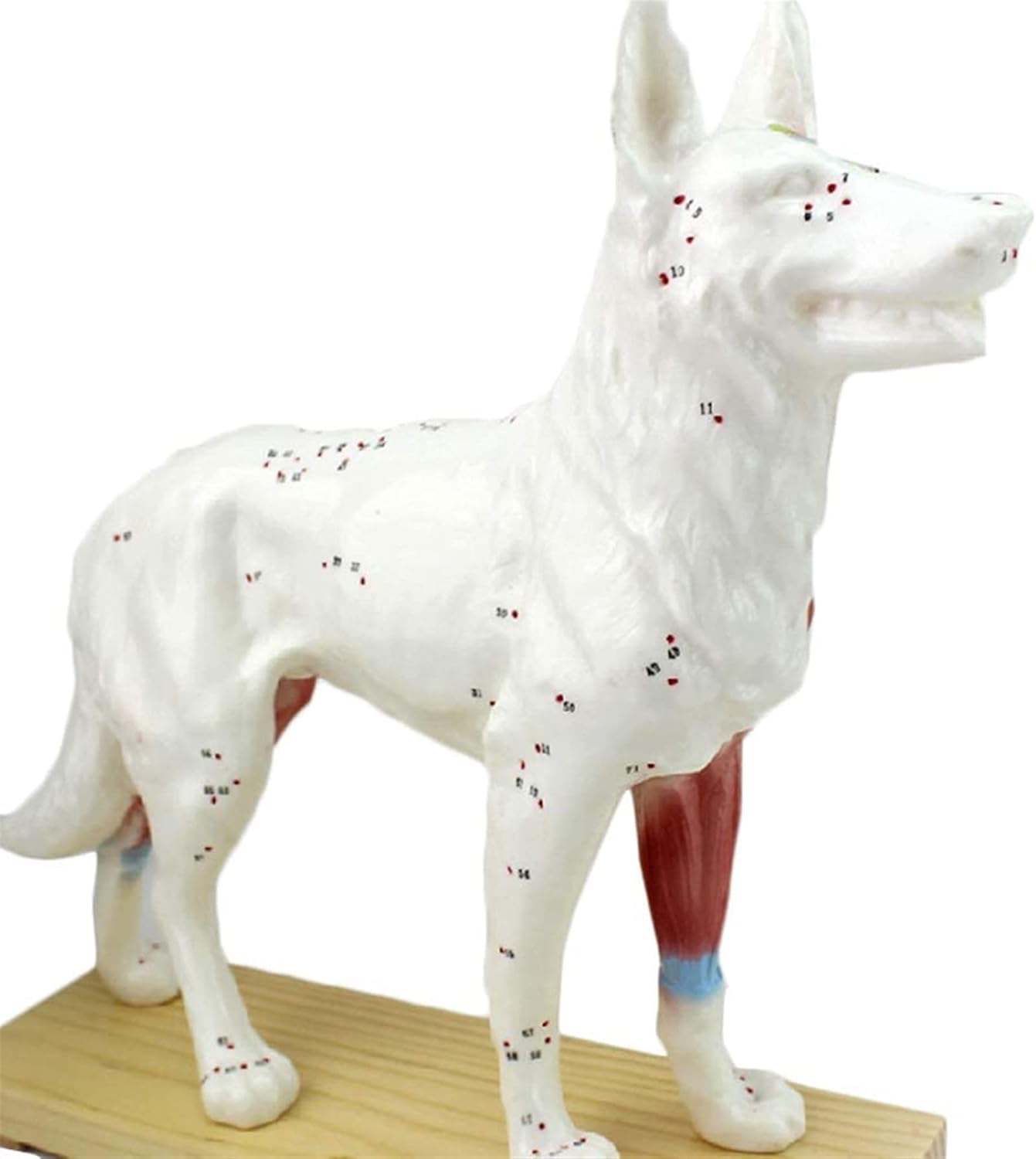 Medical Models, Educational Model Animal Acupuncture Model Animal Anatomy Model Dog/Cat Anatomical Model Cat& Dog Scientific Animal Anatomy,Medical