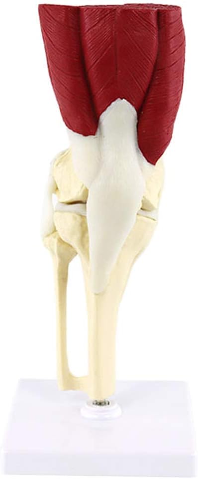 Anatomy Model Human Anatomical Knee Joint Model - PVC Material Muscled Knee Bone Joint Anatomy Human Leg Bone Model - for Medical Supplies Teaching Aid