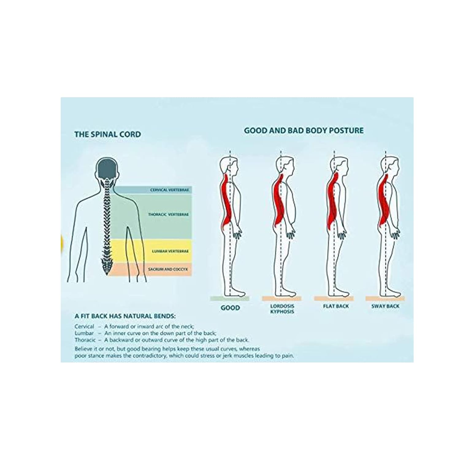 Ottobock Degenerative Disc Disease, Degenerative Joint Disease, Osteoporosis, Spinal Stenosis, Herniated Disc, Laminectomy, Spondylolisthesis, Lower Back Pain