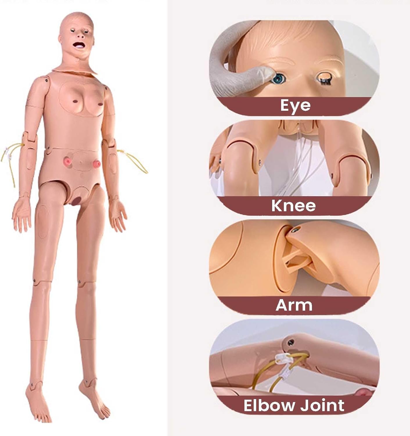 Patient Care Manikin Lifesize Anatal Human Model Demonstration Manikin Trauma Manikin Training Wound Decubitus Module Mannequin Model Medical Training N ls