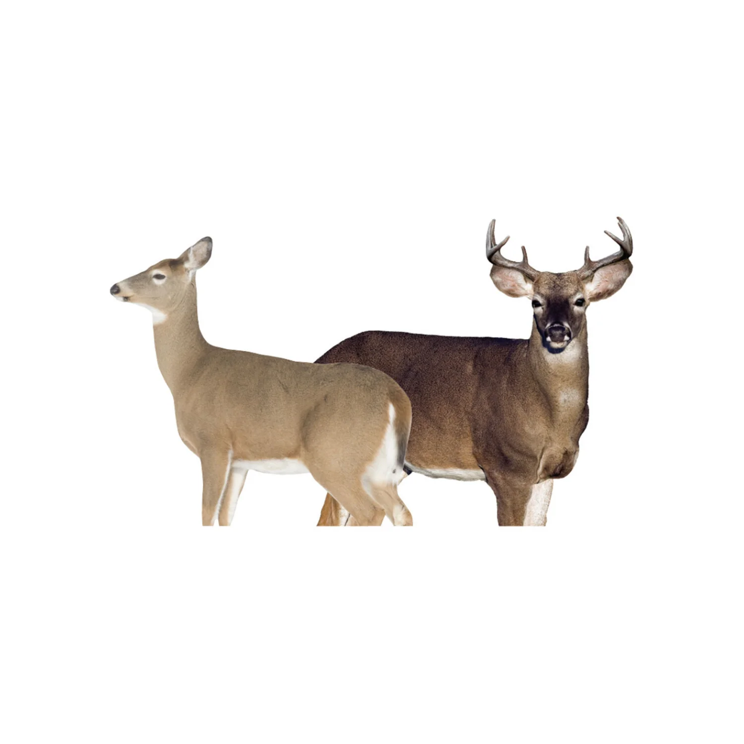 Montana Decoy Dream Team Buck and Doe (Multicolor)