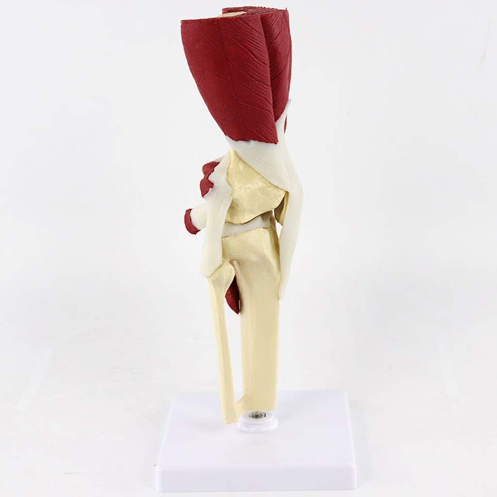 Anatomy Model Human Anatomical Knee Joint Model - PVC Material Muscled Knee Bone Joint Anatomy Human Leg Bone Model - for Medical Supplies Teaching Aid