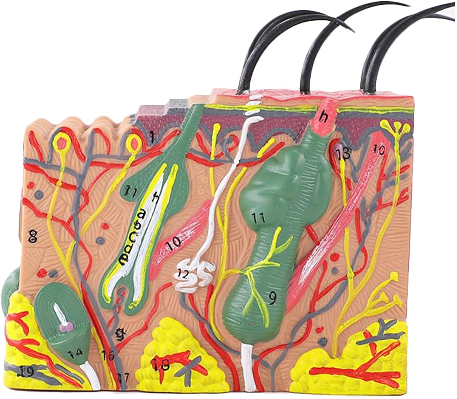 Medical Models,SModel 35X Enlarged Anatomical Model Human SAnatomy Model for Science Class Anatomic Office Skeleton Model