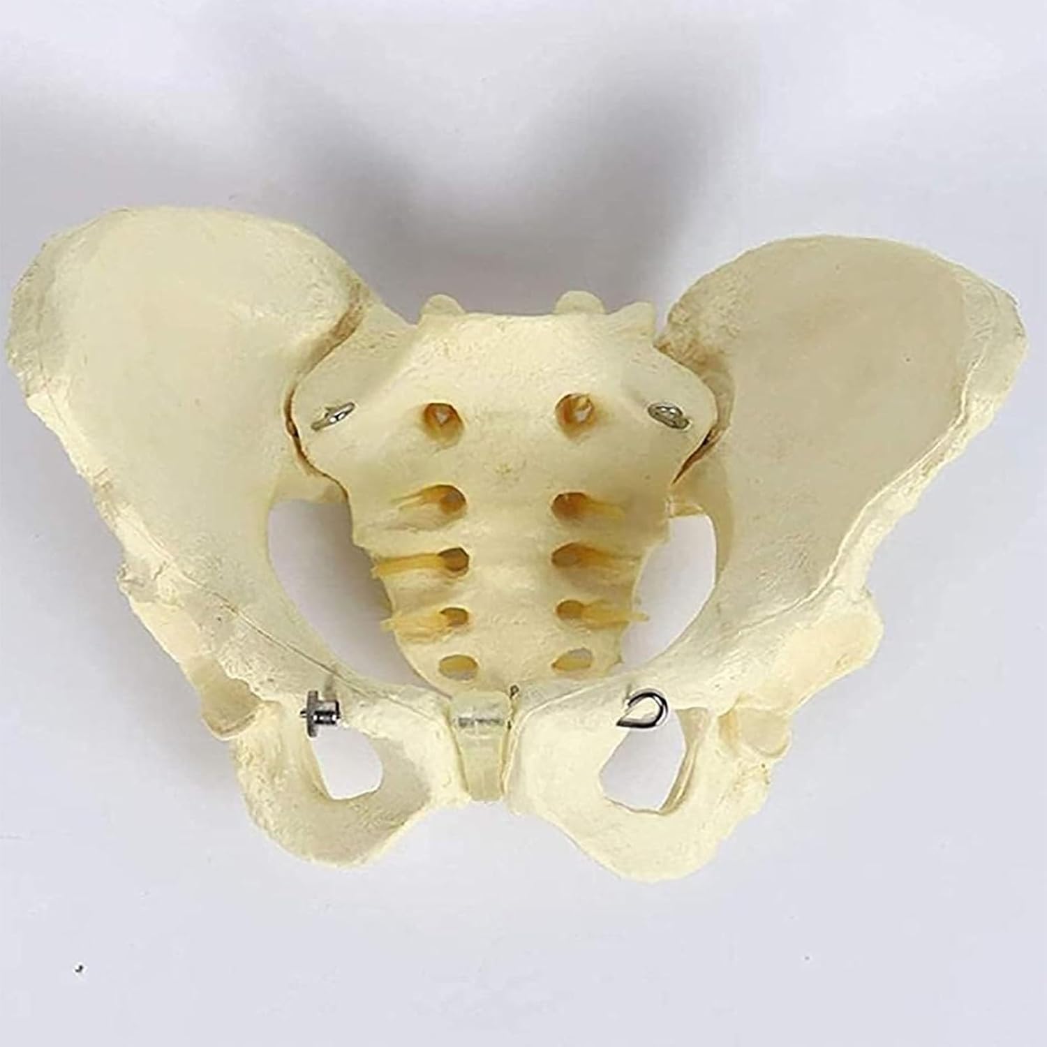 Life-Size PVC Female Pelvis Skeleton Model - Anatomical Teaching Aid for Medical Training, Educational Use, Detailed Bones Structure, Perfect for Students and Professionals