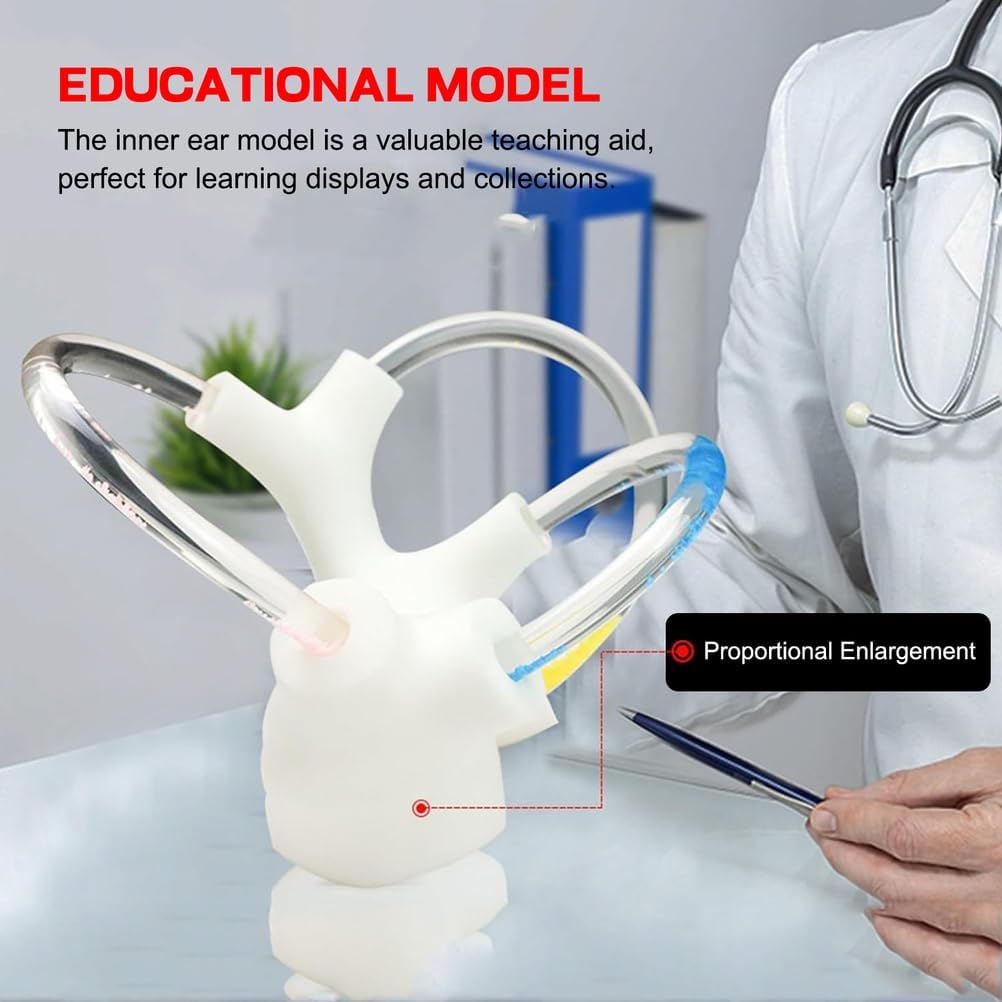 Semicircular Canal Cochlear Teaching Model, Inner Ear Cochlea Model - Cochlear Semicircular Canal and Vestibular Open Anatomical Model Ideal for Anatomical Study,A Pair