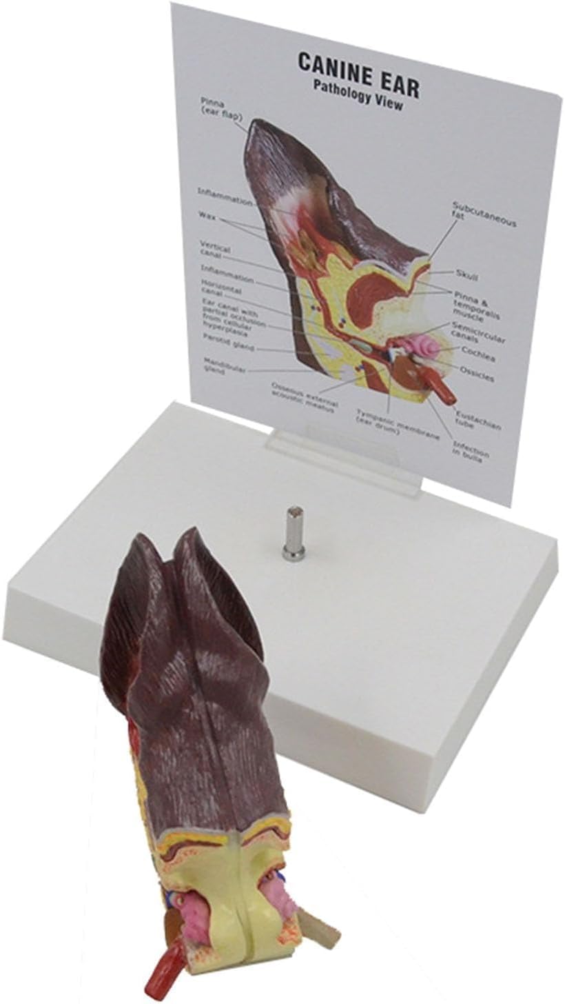 Canine Ear Model, Dog Ear Anatomical Dog Ear Lesion Animal Anatomical Model for Canine Anatomy and Physiology Education Teaching Display Supplies Family Veterinary Equipment