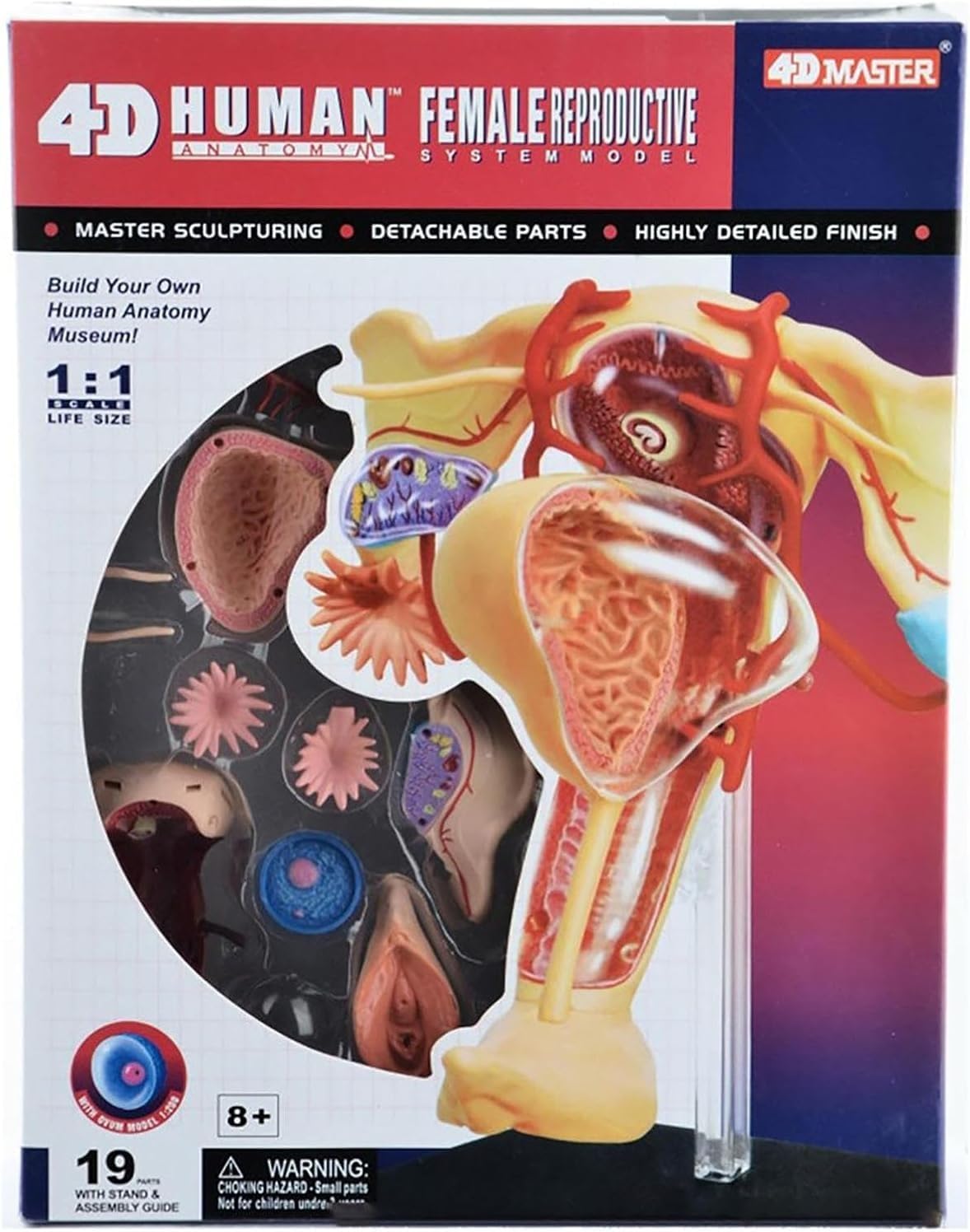 4D Human Female reproductive Anatomy Model, Detachable 19 Parts Female Genitourinary System Model, for Study Display Teaching Medical