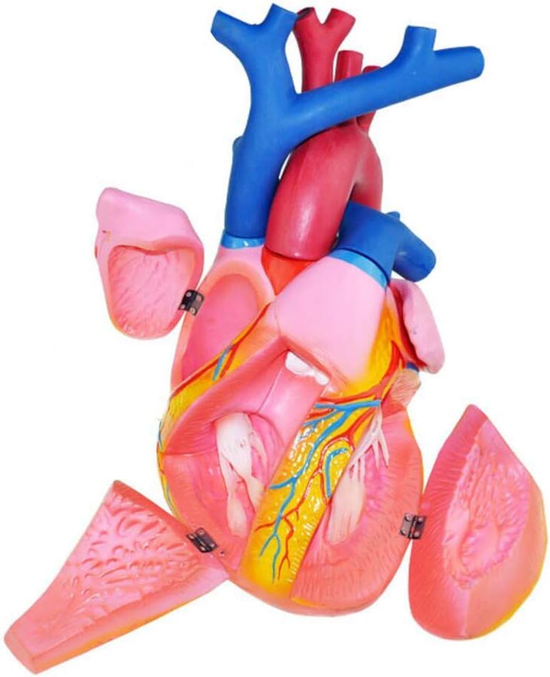Anatomy Model 5 X Magnification Heart Model - Human Organ Anatomy Model Heart Model PVC Material Scientific Anatomical Human Model for Study Display Teaching Medical Model