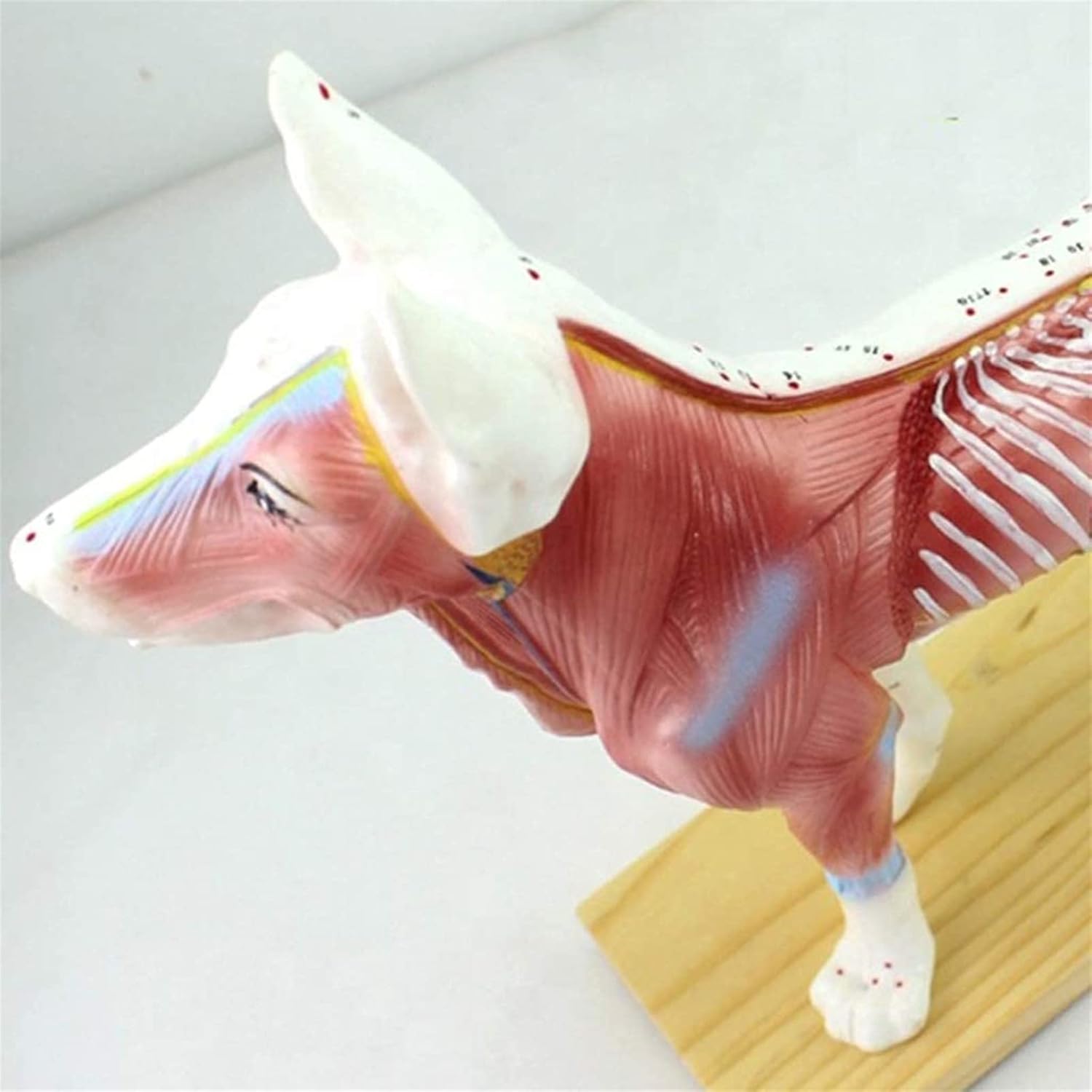 Medical Models, Educational Model Animal Acupuncture Model Animal Anatomy Model Dog/Cat Anatomical Model Cat& Dog Scientific Animal Anatomy,Medical