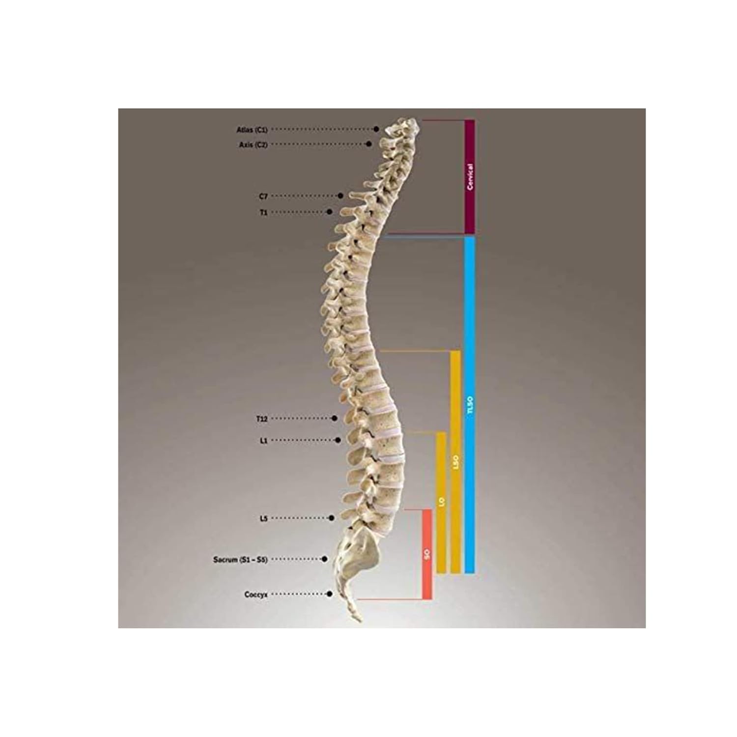 Ottobock Degenerative Disc Disease, Degenerative Joint Disease, Osteoporosis, Spinal Stenosis, Herniated Disc, Laminectomy, Spondylolisthesis, Lower Back Pain