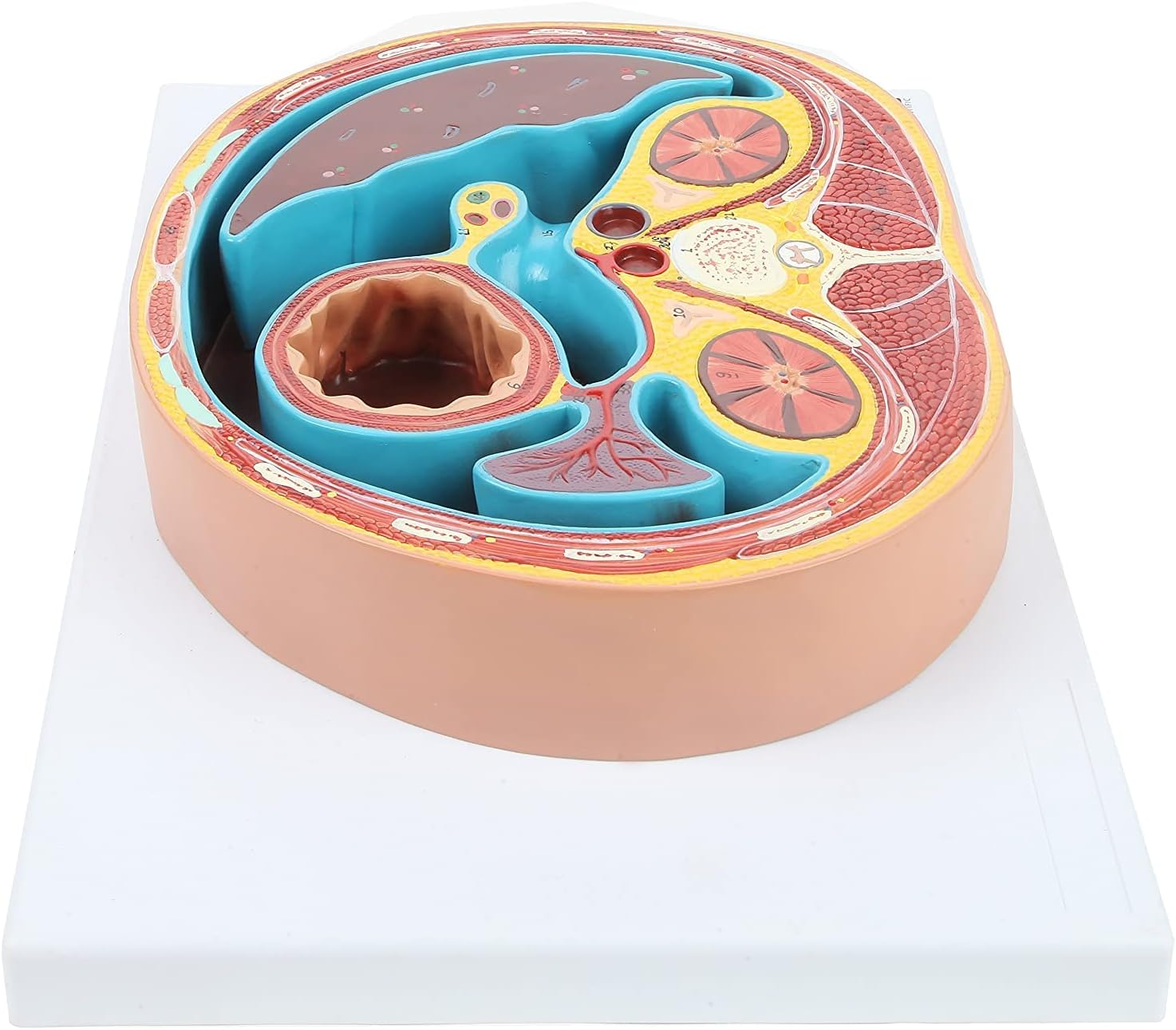 Human Anatomy Model of Abdominal Cross Section Lumbar Vertebra Human Thoracic Model Cross-Sectional Model of The Thoracic Cavity Urinary Teaching Anatomy Model