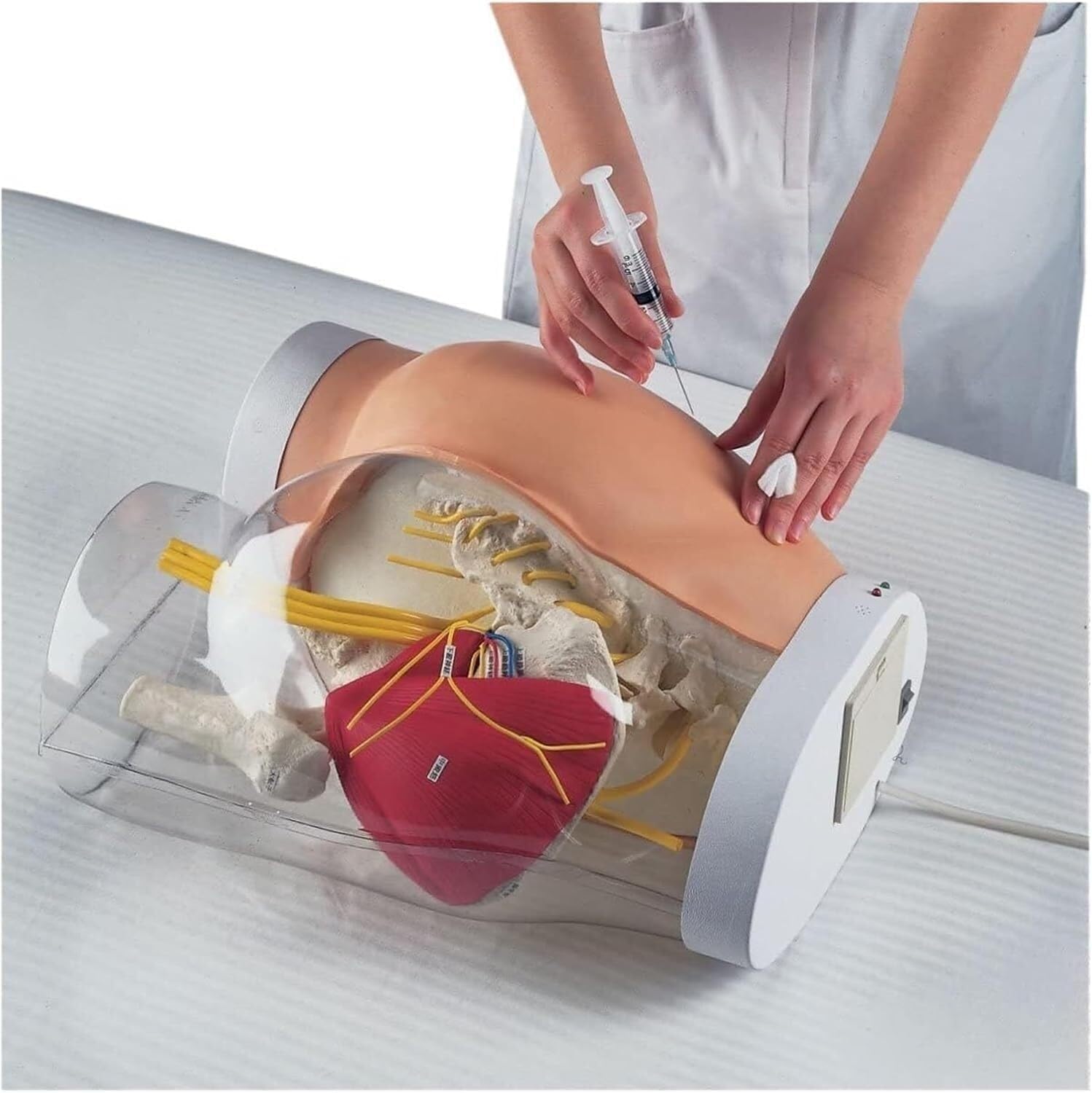 Buttock Training Simulator - Half-Transparent Anatomy Model for Healthcare Use Students and Professionals
