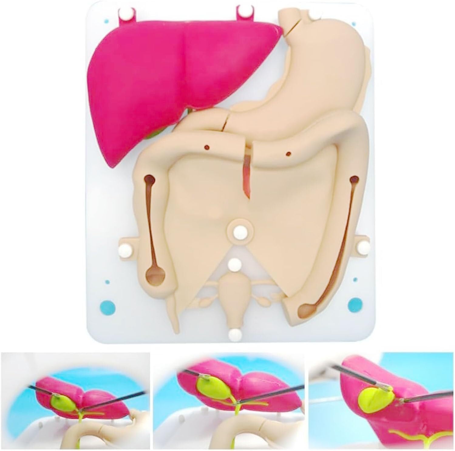 Laparoscopic Training Organ Model, Silicone Organ Soft Hollow Simulation Training, Laparoscopic Surgery Training Module, Urinary System Silicone Organ Model, Practice Gynecological-Related Surgeries