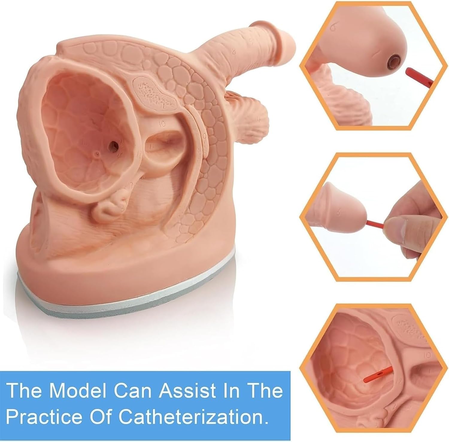 Human Body Model 2Pcs Male and Female Catheter Anatomy Model, Simple Internal and External Genital Anatomy Model and Urinary Catheter Mold for Clinical Teaching and Practical Training(2Pcs)