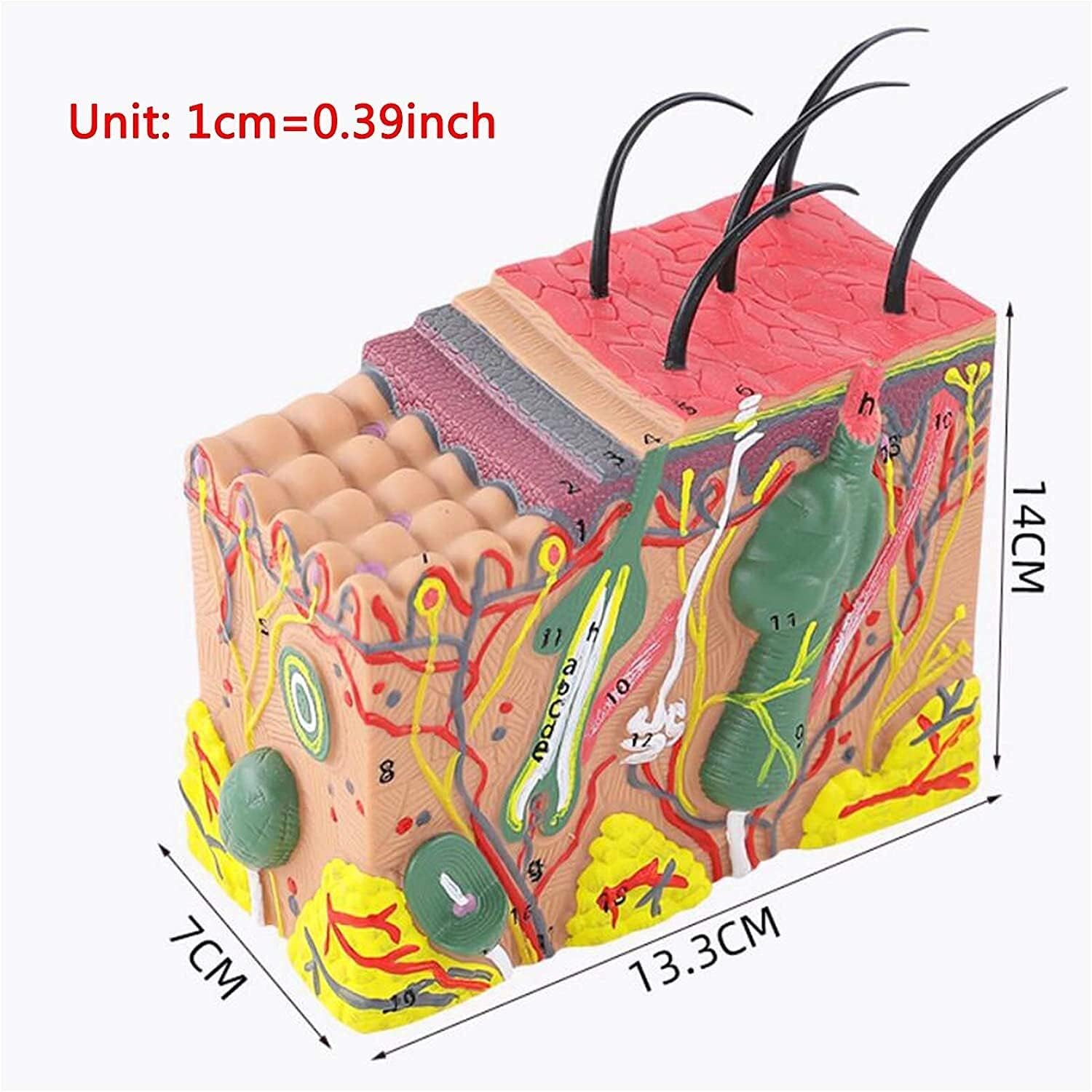 Medical Models,SModel 35X Enlarged Anatomical Model Human SAnatomy Model for Science Class Anatomic Office Skeleton Model