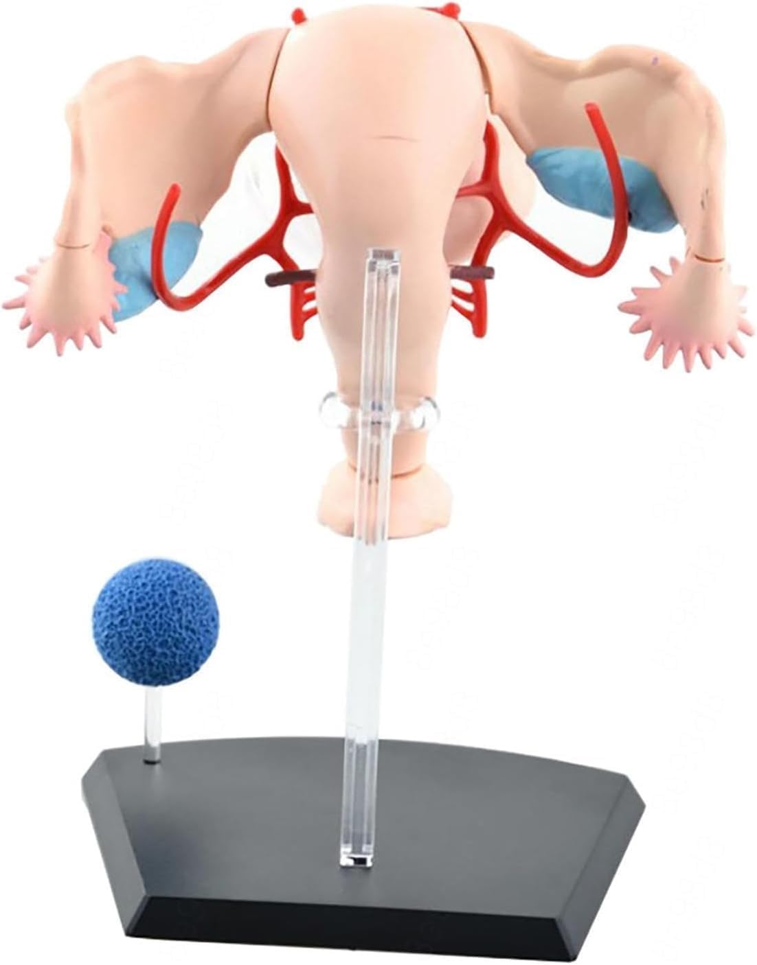 4D Human Female reproductive Anatomy Model, Detachable 19 Parts Female Genitourinary System Model, for Study Display Teaching Medical