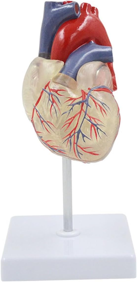 Transparent Human Heart Anatomical Model Life Size Detachable Anatomy Organs Circulation System Medical Supplies and Equipment