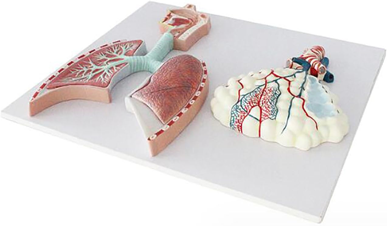 Embossed Human Respiratory System Model - Throat, Alveolar Lobes & Bronchial Nose, Educational Tool (53 x 38 x 5.5 cm)