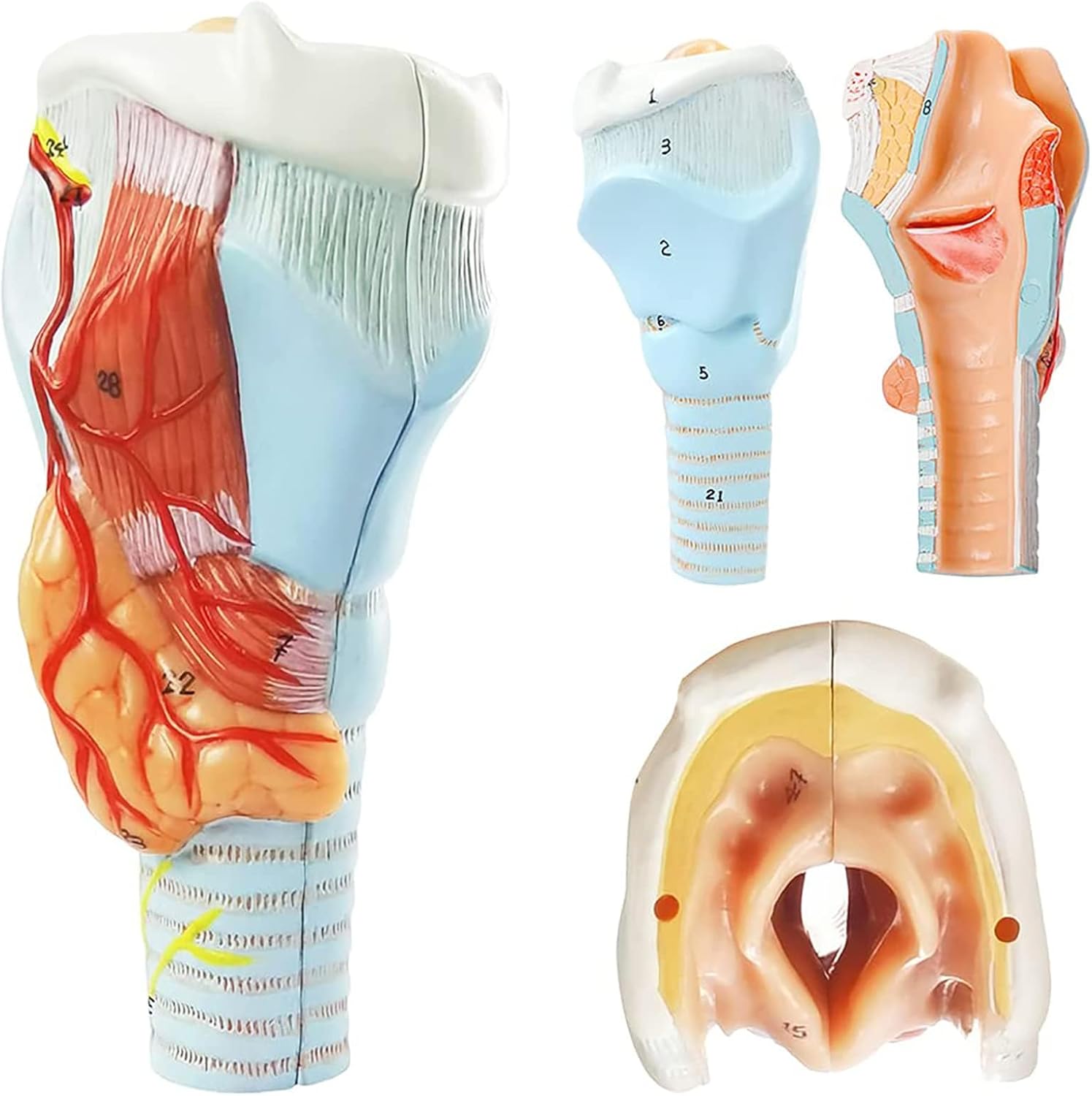 COYEUX Larynx Trachea and Bronchi Model, Human Respiratory System Anatomical Model, 3 Part, Clear Texture, Intuitive View, for Learning, Display, Teaching
