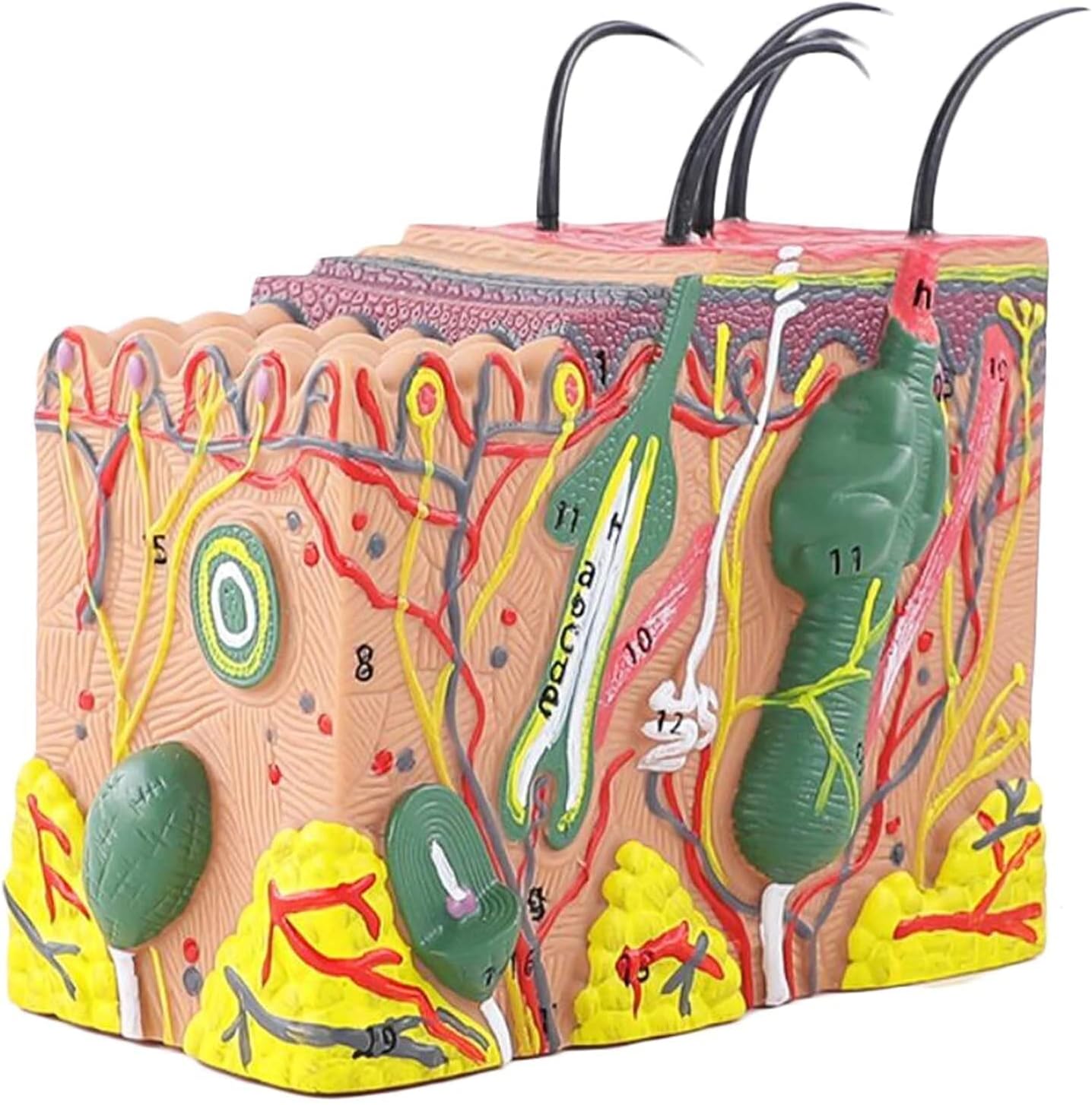 Medical Models,SModel 35X Enlarged Anatomical Model Human SAnatomy Model for Science Class Anatomic Office Skeleton Model