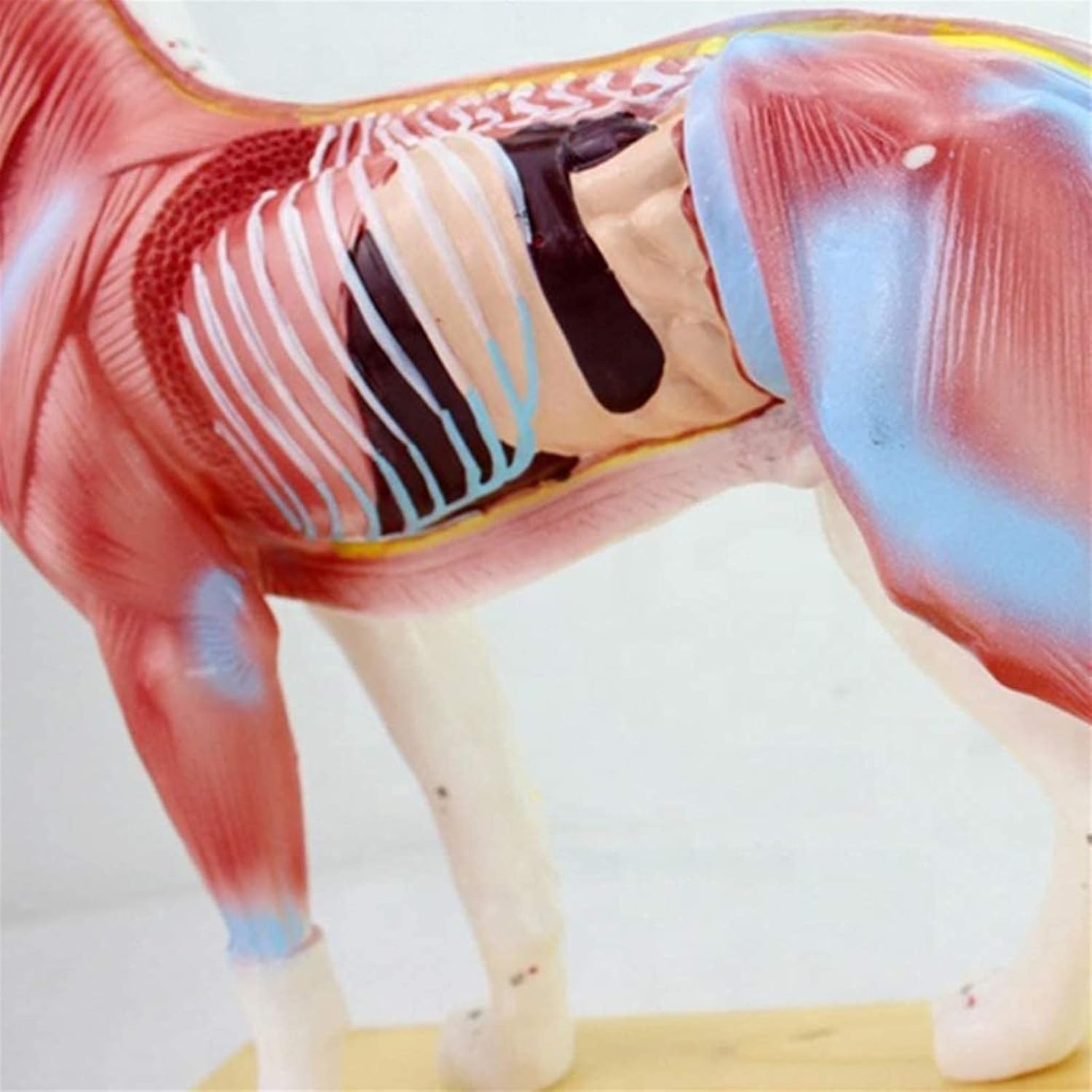 Medical Models, Educational Model Animal Acupuncture Model Animal Anatomy Model Dog/Cat Anatomical Model Cat& Dog Scientific Animal Anatomy,Medical