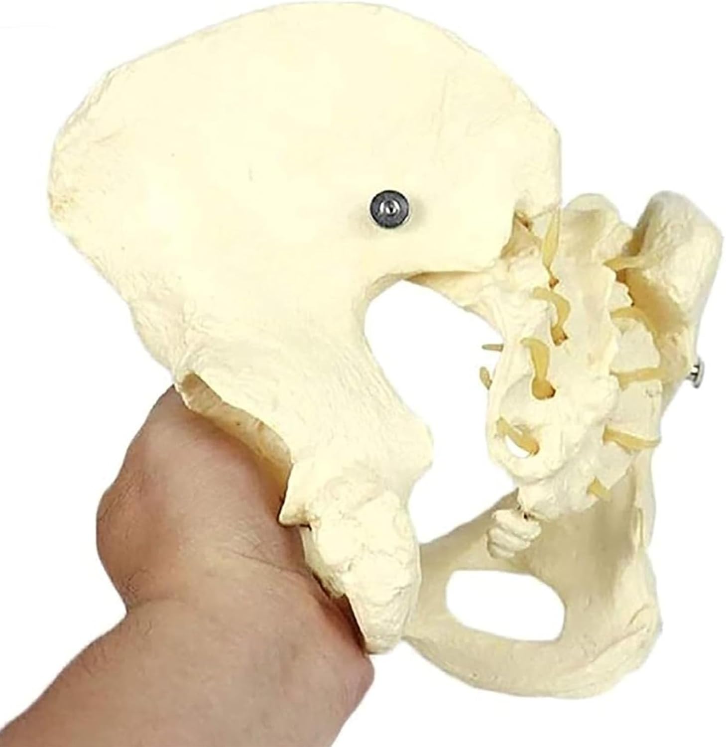 Life-Size PVC Female Pelvis Skeleton Model - Anatomical Teaching Aid for Medical Training, Educational Use, Detailed Bones Structure, Perfect for Students and Professionals