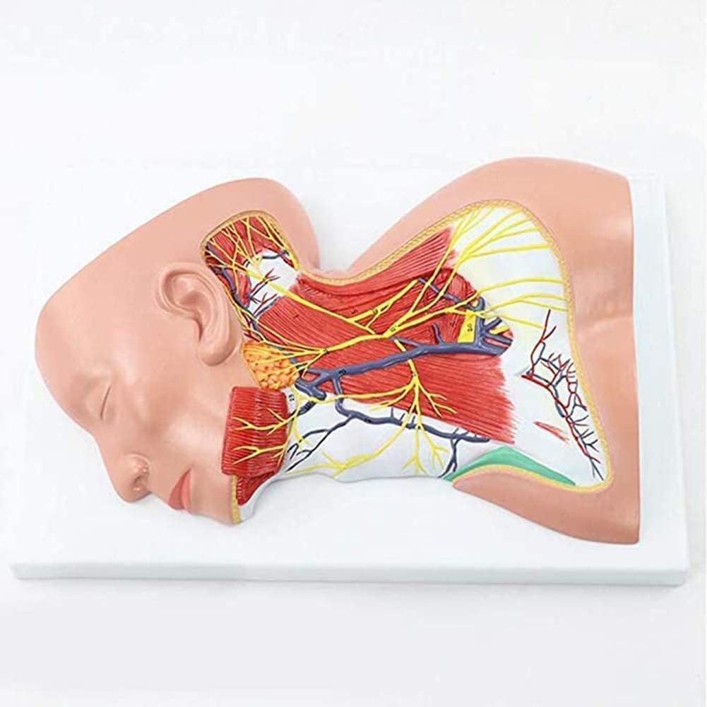 Anatomical Human Neck Model for Medical Use, Muscle and Neurovascular Model, Equal Scale 1: 1 Exhibition