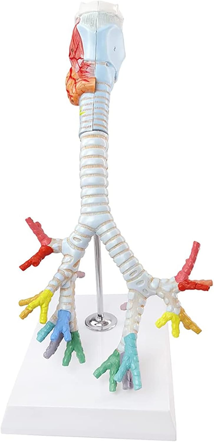 COYEUX Larynx Trachea and Bronchi Model, Human Respiratory System Anatomical Model, 3 Part, Clear Texture, Intuitive View, for Learning, Display, Teaching