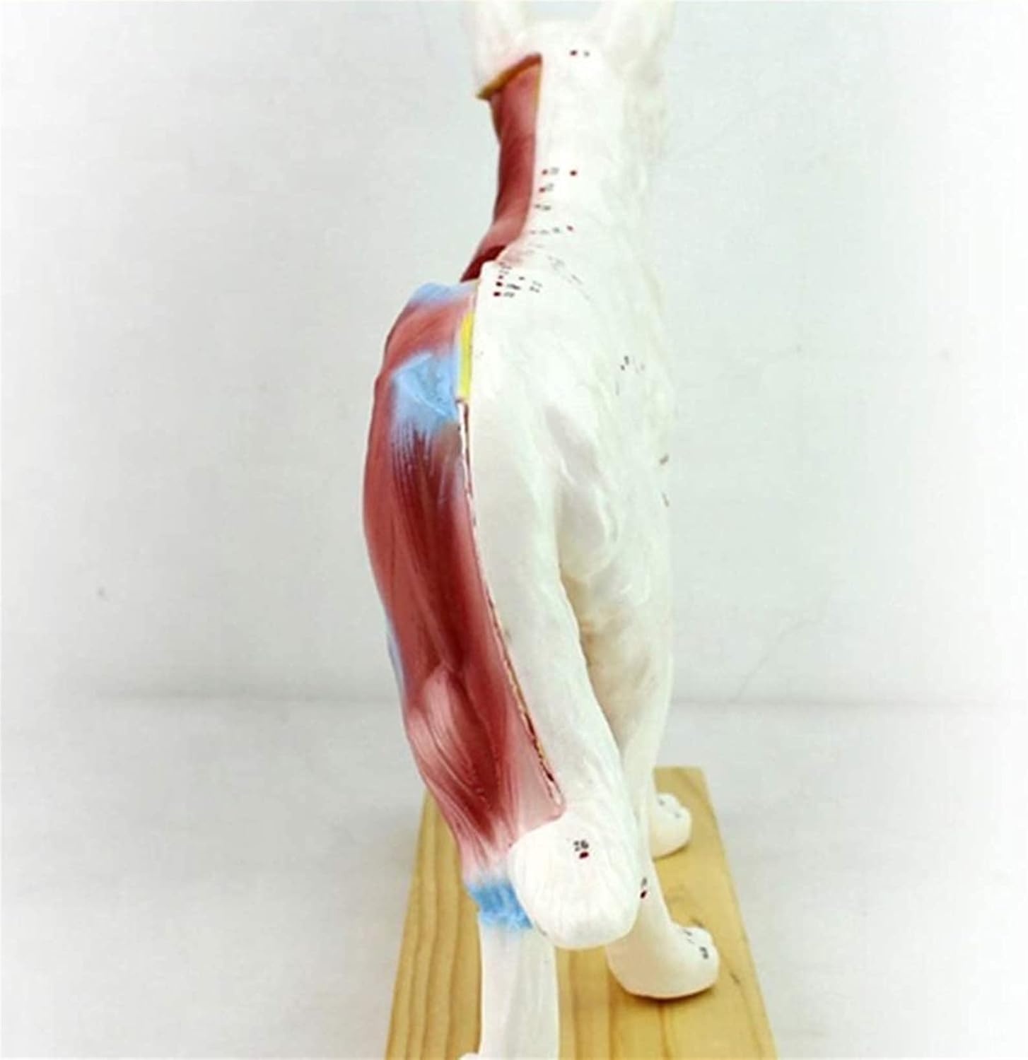 Medical Models, Educational Model Animal Acupuncture Model Animal Anatomy Model Dog/Cat Anatomical Model Cat& Dog Scientific Animal Anatomy,Medical