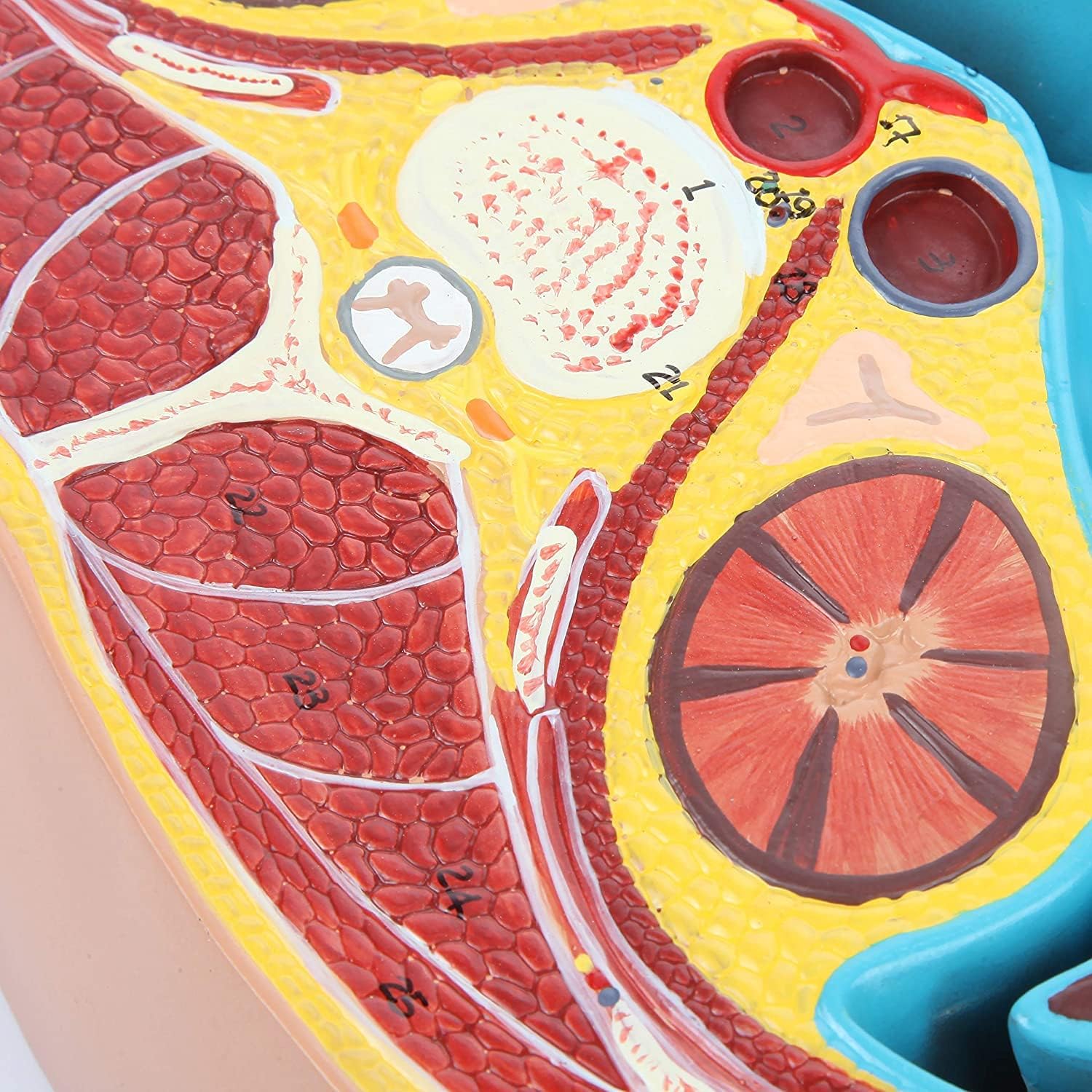 Human Anatomy Model of Abdominal Cross Section Lumbar Vertebra Human Thoracic Model Cross-Sectional Model of The Thoracic Cavity Urinary Teaching Anatomy Model