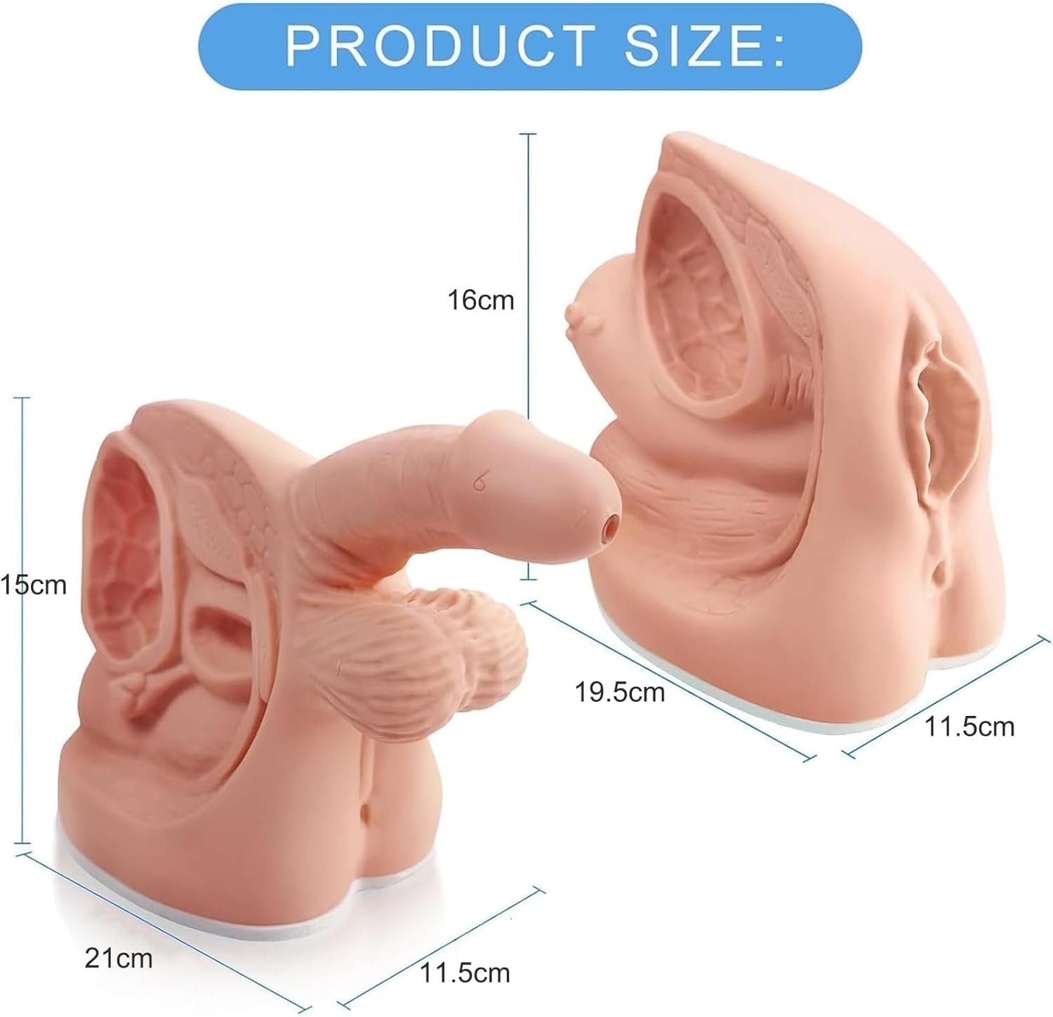 Human Body Model 2Pcs Male and Female Catheter Anatomy Model, Simple Internal and External Genital Anatomy Model and Urinary Catheter Mold for Clinical Teaching and Practical Training(2Pcs)