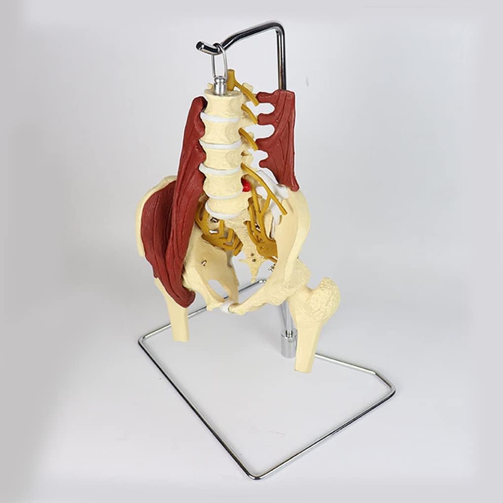 Lumbar Spine Model Human Organ Model Adult Life Size Female Pelvis Lumbar Spine Bone Model Female Pelvis Model with Pelvic Floor Muscle Anatomy Model Medical