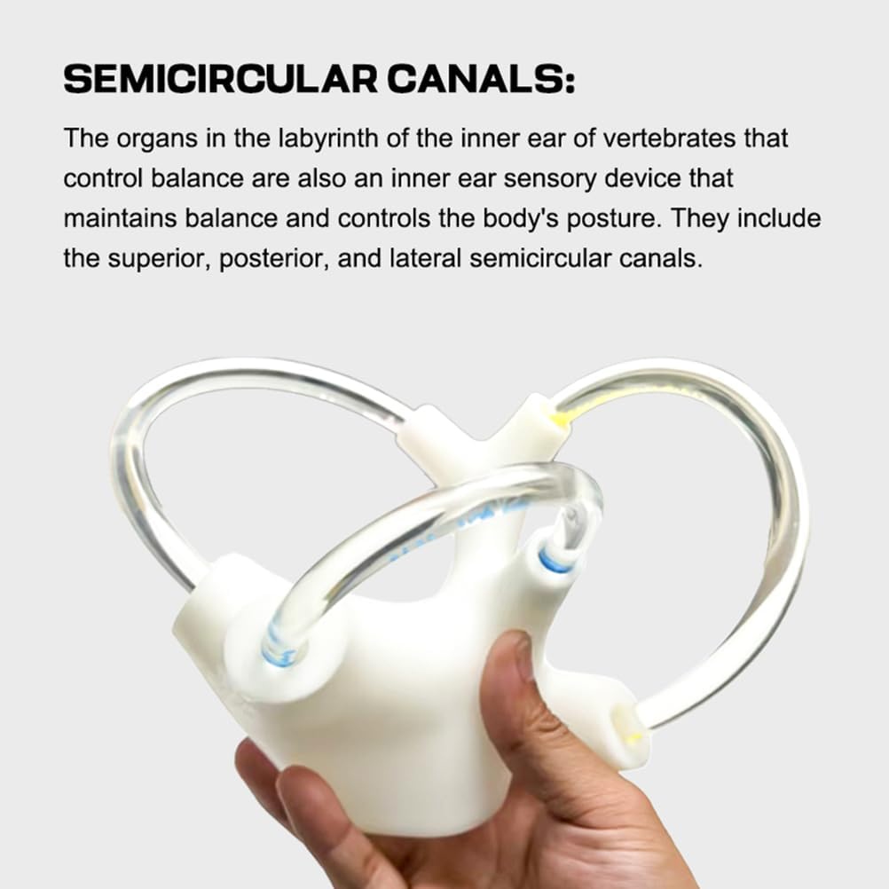 Semicircular Canal Cochlear Teaching Model, Inner Ear Cochlea Model - Cochlear Semicircular Canal and Vestibular Open Anatomical Model Ideal for Anatomical Study,A Pair