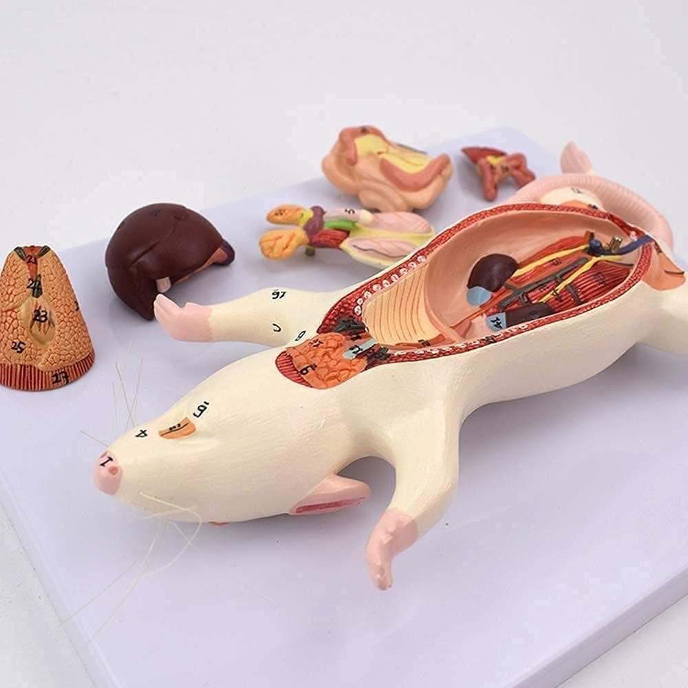 Skeleton Model Rat Anatomical Model Anatomy Animal Educational Training Assistance Medical Handpainted Material