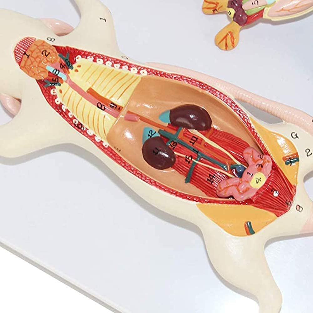 Medical Models, 1:1 Mouse Anatomical Model Animal Anatomy Model Biological Anatomy Mouse Visceral Structure,Full Anatomical Model, for Anatomy