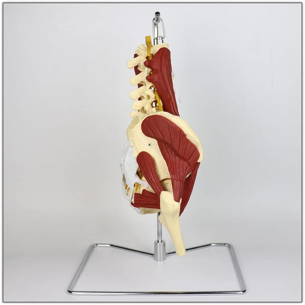 Lumbar Spine Model Human Organ Model Adult Life Size Female Pelvis Lumbar Spine Bone Model Female Pelvis Model with Pelvic Floor Muscle Anatomy Model Medical