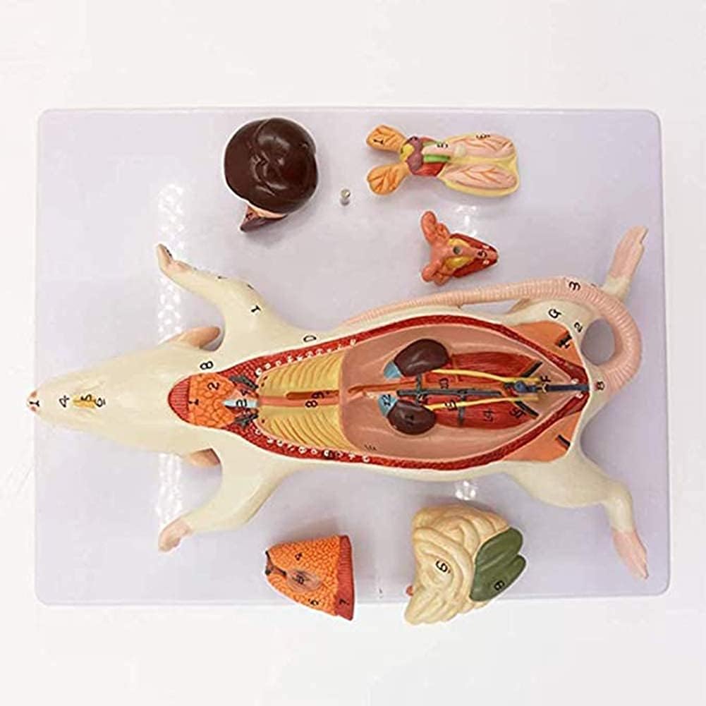 Medical Models, 1:1 Mouse Anatomical Model Animal Anatomy Model Biological Anatomy Mouse Visceral Structure,Full Anatomical Model, for Anatomy