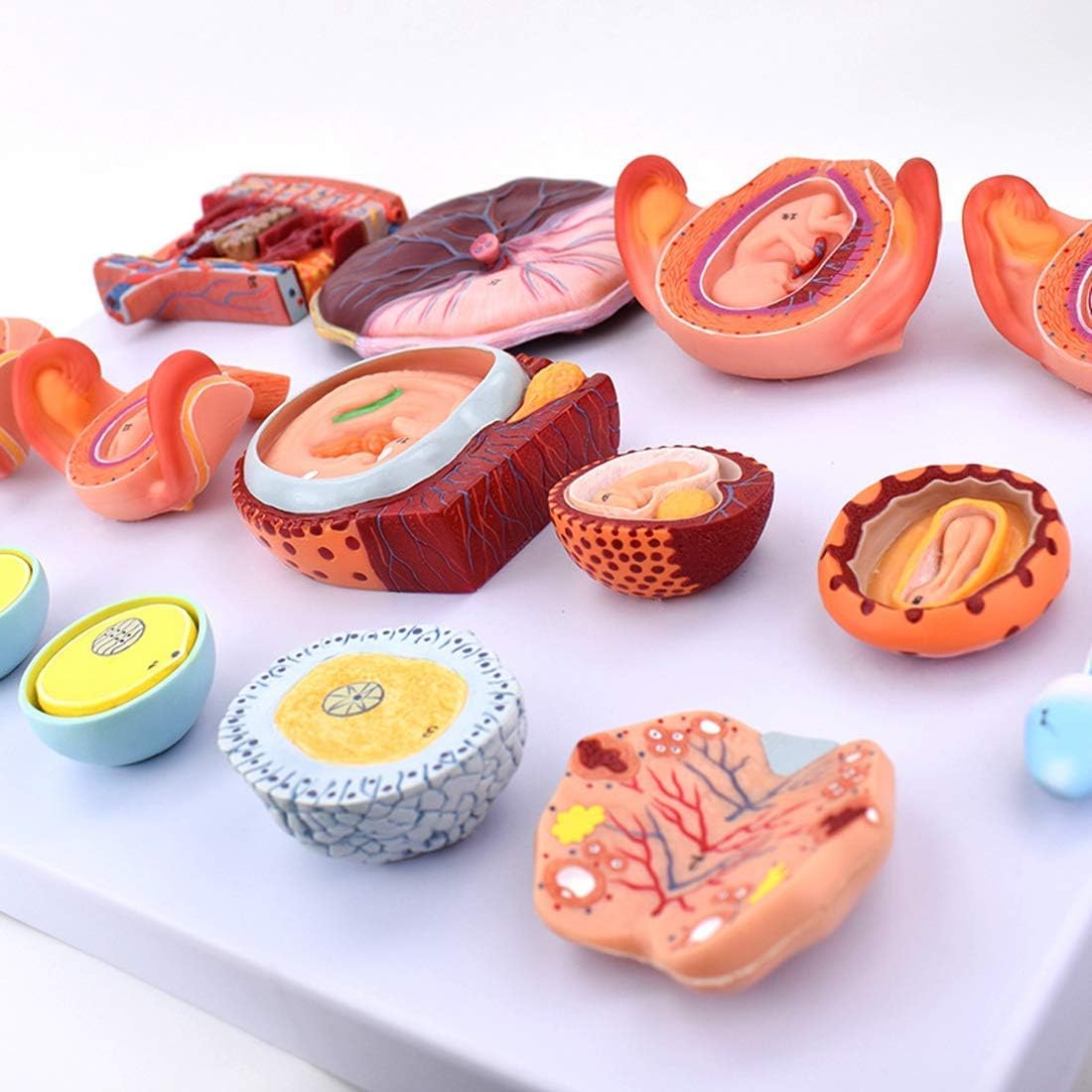 Educational Model Scientific Human Anatomy Fertilization and Early Embryonic Development Process Anatomy Model Doctor Training Teaching Aids Tool,Medical Models