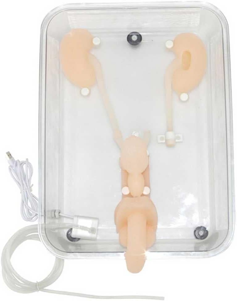 Manikin Anatomy Model, Ureteroscopy Simulation Training Model Silicone Kidney Model for Nurse, Medical Students Training Practice Use
