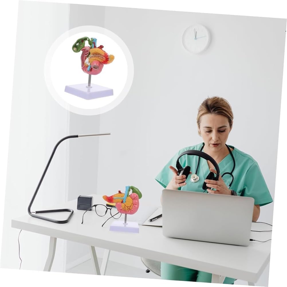 Hepatobiliary Pancreas Model with Gallstones - Gallbladder Surgery Training Kit - Medical School Teaching Aid for Gastroenterology