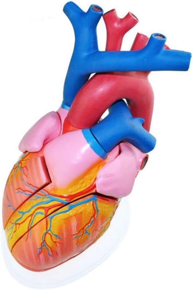 Anatomy Model 5 X Magnification Heart Model - Human Organ Anatomy Model Heart Model PVC Material Scientific Anatomical Human Model for Study Display Teaching Medical Model
