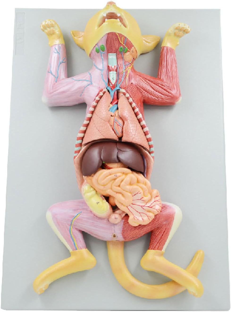 Cat Anatal Model - Life Size Cat Anatomy Model - Separate into 10 Parts Animal Model - PVC Animal Anatal Model - Compatible with Medical Educational Training Anatomy Teaching Model