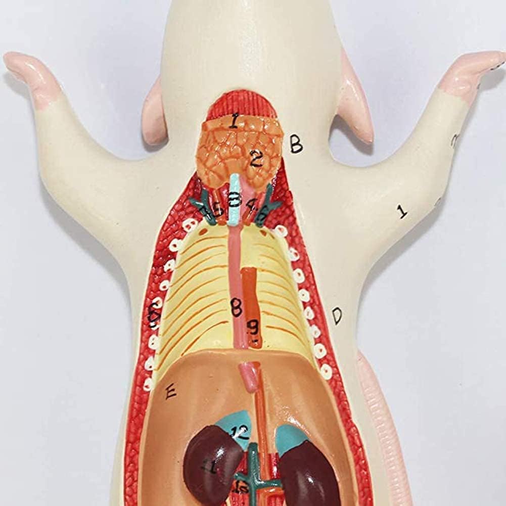 Medical Models, 1:1 Mouse Anatomical Model Animal Anatomy Model Biological Anatomy Mouse Visceral Structure,Full Anatomical Model, for Anatomy