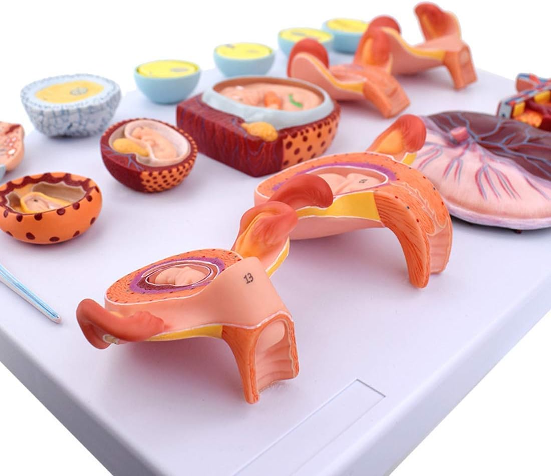 Educational Model Scientific Human Anatomy Fertilization and Early Embryonic Development Process Anatomy Model Doctor Training Teaching Aids Tool,Medical Models