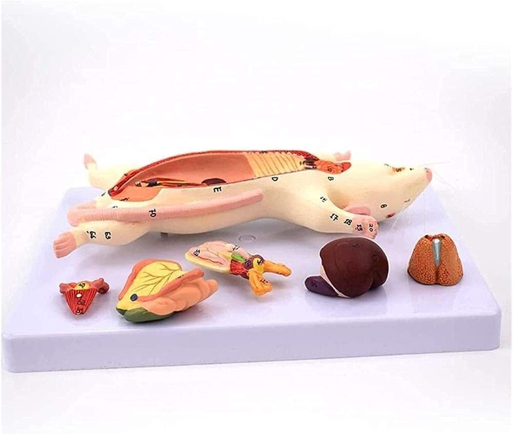 Skeleton Model Rat Anatomical Model Anatomy Animal Educational Training Assistance Medical Handpainted Material