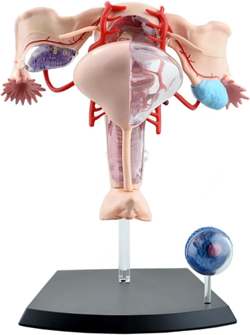 4D Human Female reproductive Anatomy Model, Detachable 19 Parts Female Genitourinary System Model, for Study Display Teaching Medical