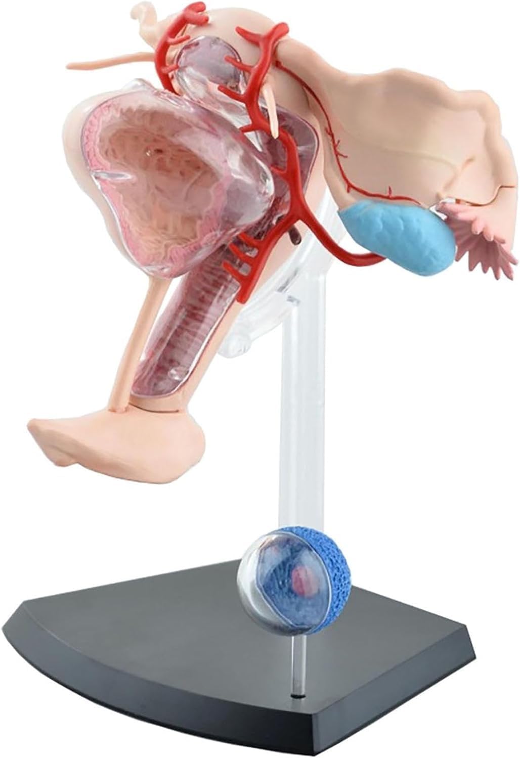 4D Human Female reproductive Anatomy Model, Detachable 19 Parts Female Genitourinary System Model, for Study Display Teaching Medical