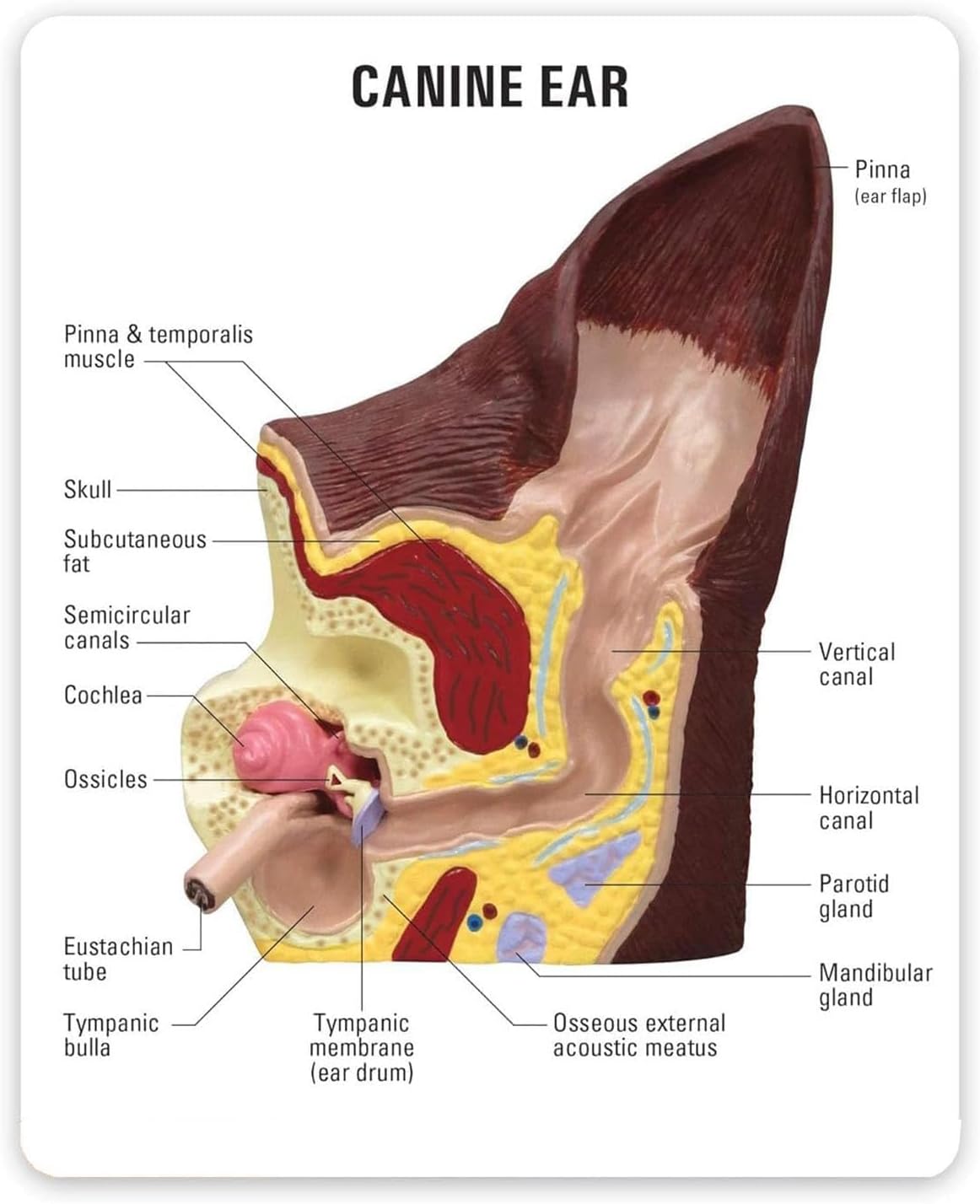 Canine Ear Model, Dog Ear Anatomical Dog Ear Lesion Animal Anatomical Model for Canine Anatomy and Physiology Education Teaching Display Supplies Family Veterinary Equipment